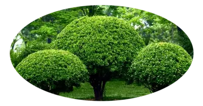 Servicios jardinería
