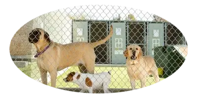 Vallas para mascotas